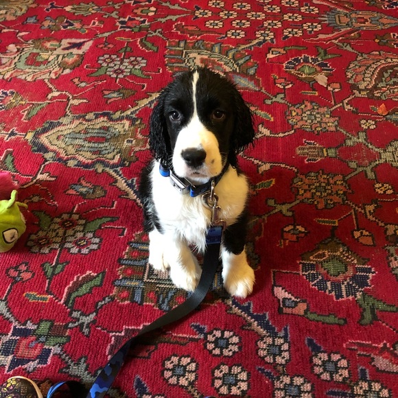 Meet your Posher, Romy - Picture 1 of 1